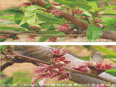 昆明噻苯隆介绍叶面肥什么时候使用较好